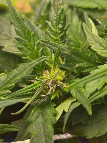 Fastbuds Autoflower Run — flower, day 46