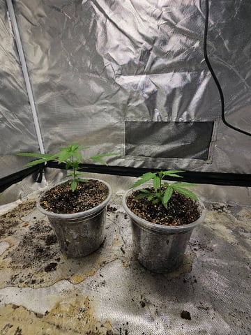Jenny Kush photoperiod — vegetative, day 56