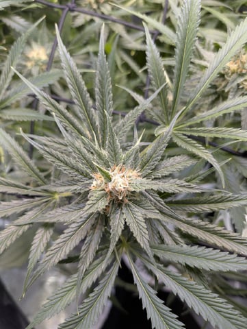 Cinderella 99 — flower, day 91
