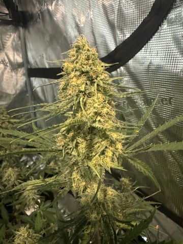 Grow Number 2 — flower, day 54
