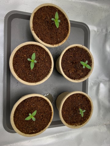 Lemon Power Haze — vegetative, day 7