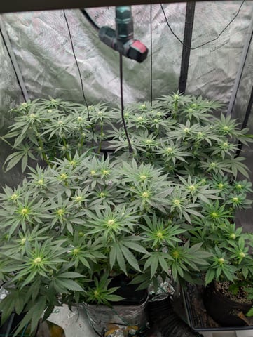 Bloody Mango — flower, day 80