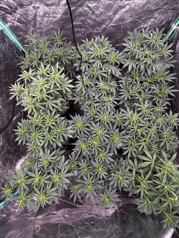 Pink Passion Fruit — flower, day 59