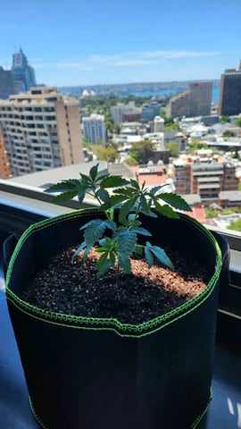 Royal Highness — vegetative, day 28