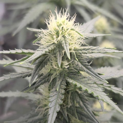 Purple Haze Auto — flower, day 58