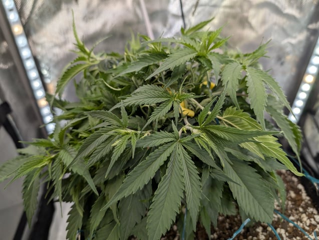 C99 CloneWars! — vegetative, day 15