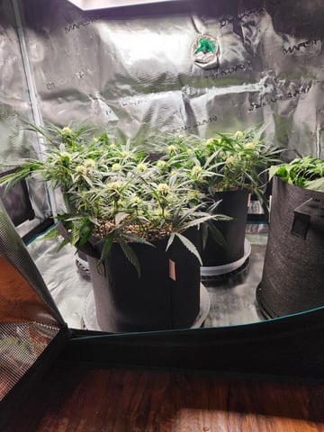 Autoflower grow. my first grow  — flower, day 49