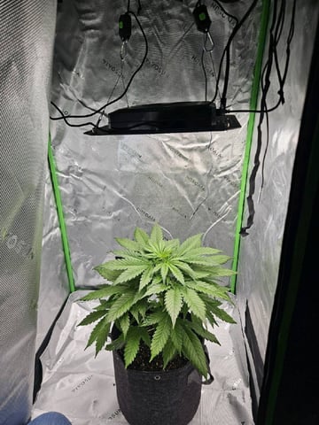 Gorilla Z auto — flower, day 50