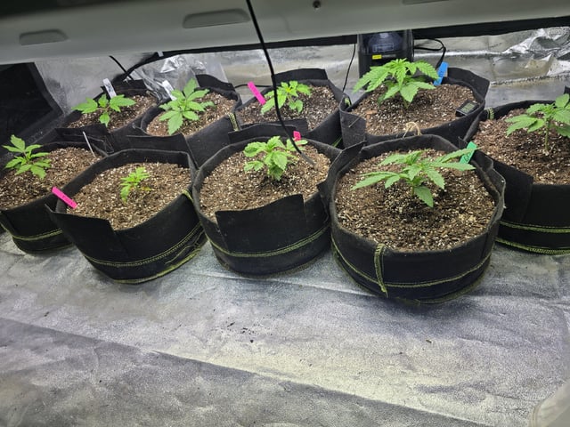 Autos AGAIN — vegetative, day 19