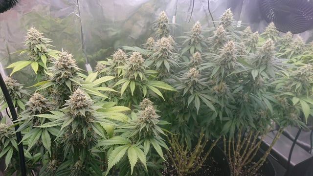 Closet grow  — flower, day 78