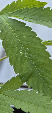 CzechsMex 2.0 — vegetative, day 58