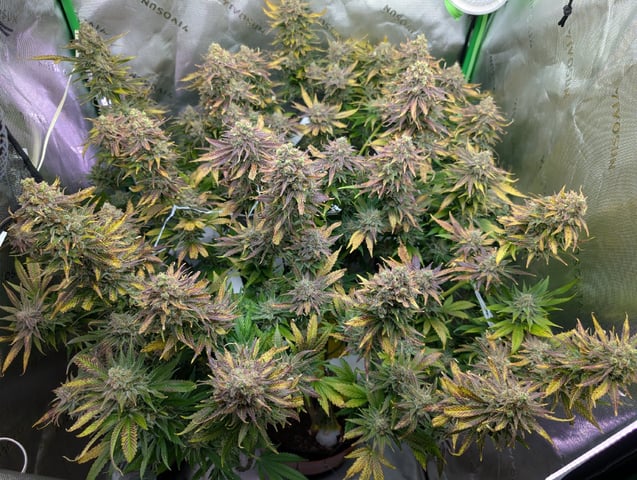 Golden Goat — flower, day 43