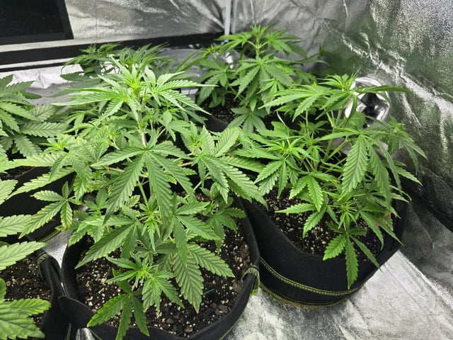 3rd Auto Grow — vegetative, day 48