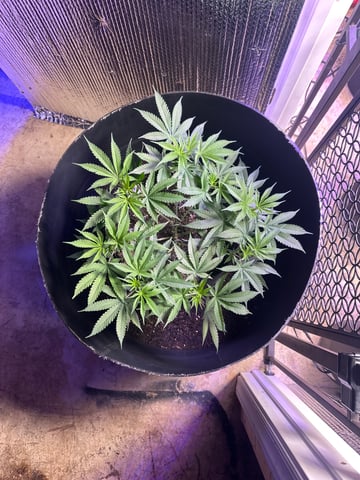 Gelly Mama and Sugar Tree — flower, day 115