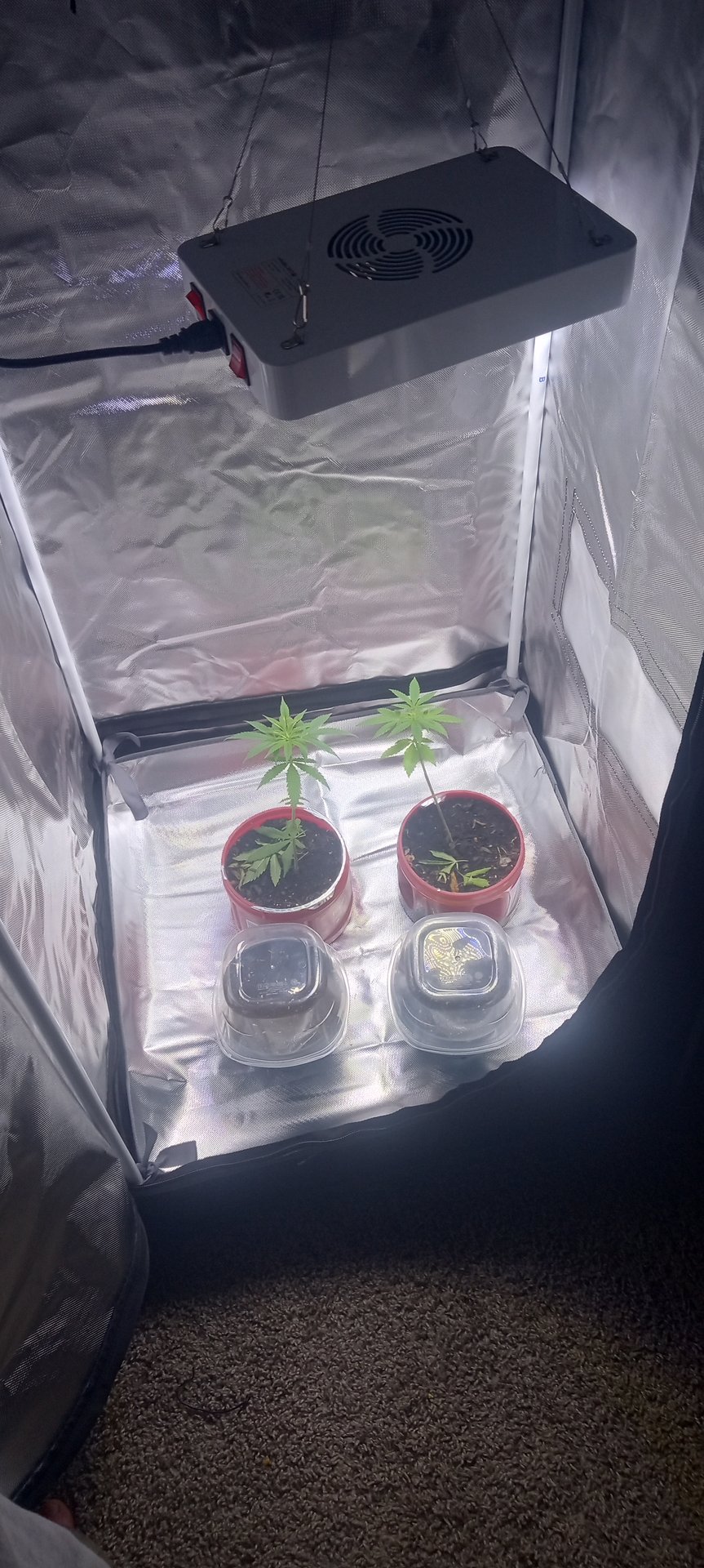 frst grow tent grow