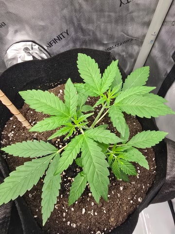 Durban Poison — seedling_rooting, day 37