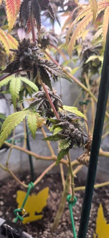 Looking for advice! — flower, day 104