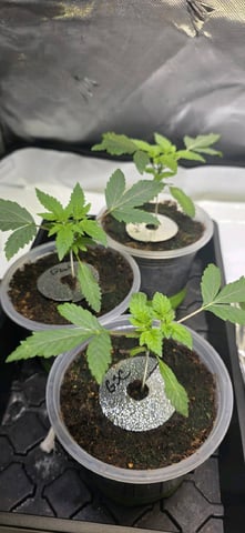 Girl Scout Cookies  — vegetative, day 26