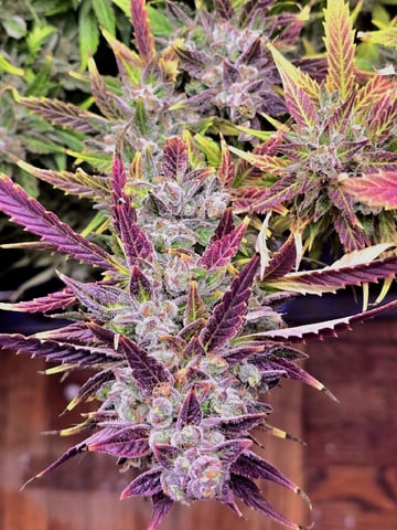 1st Auto Grow (LSD + BrB) - 1st indoor Grow — flower, day 86