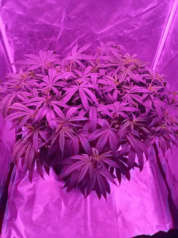 Purple Plum Perfect 💜 & 2 Grape Runtz 🍇 Mainlining garden.  — vegetative, day 129