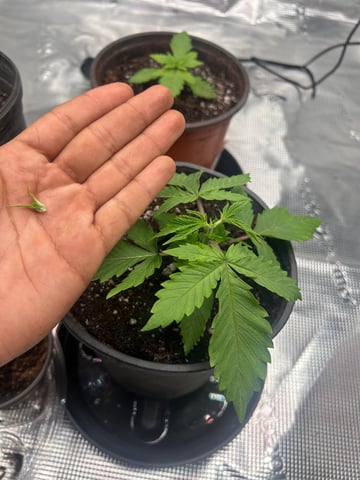 2025-26 harvest INDOOR — vegetative, day 49