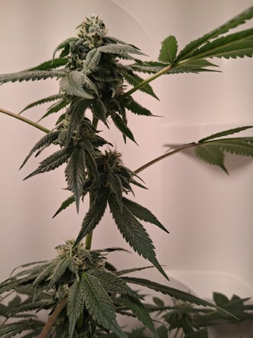 S&D  First Grow — flower, day 70