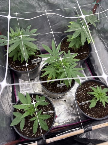 first grow in new 2x2 — vegetative, day 43