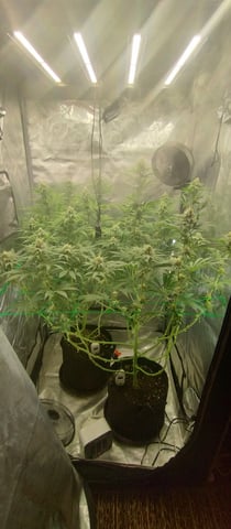 Skunk #1 — flower, day 108