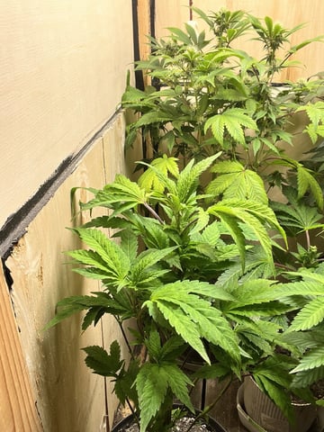 Gushers — vegetative, day 75
