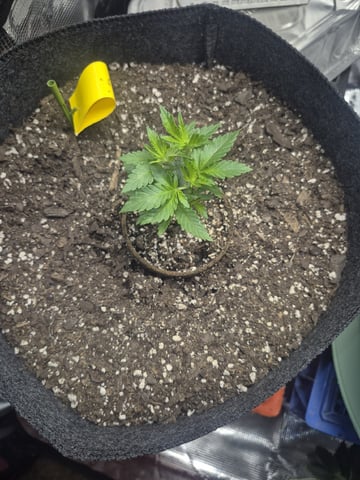Grow 1 2026 Dream Widow — vegetative, day 29