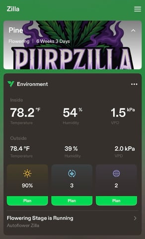 Pine (Auto) 2025 - 0 — flower, day 45