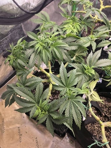 Hazy Daze — vegetative, day 41