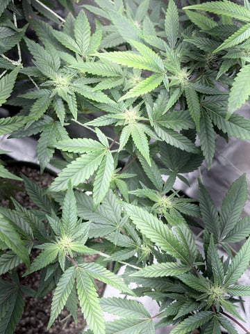 CANDYLAND — flower, day 122