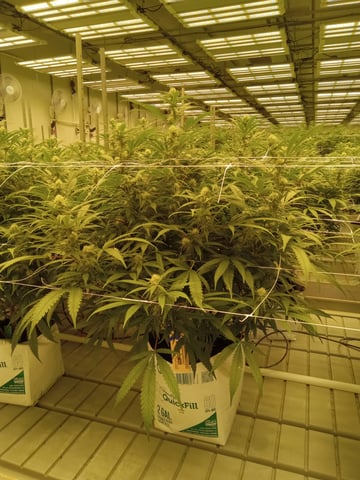 critical purple kush x peyote wifi  in the auto pot system tray 2 grow with added microhazian to the coco coir  — vegetative, day 39