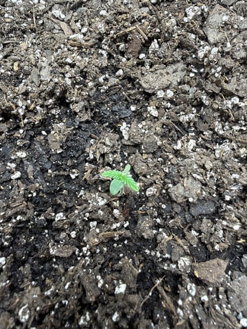 Gorilla Cookies 2nd Try — seedling_rooting, day 9