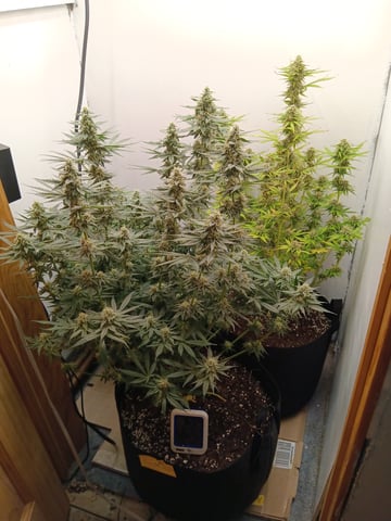Indoor Closet Grow — flower, day 89