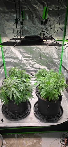 This grow may be interesting! — vegetative, day 87