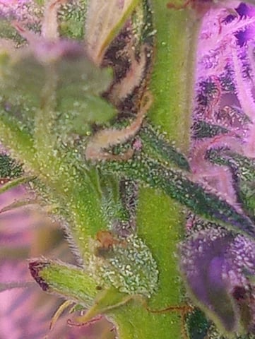  auto mixed pack indoor attempt #1 — flower, day 67