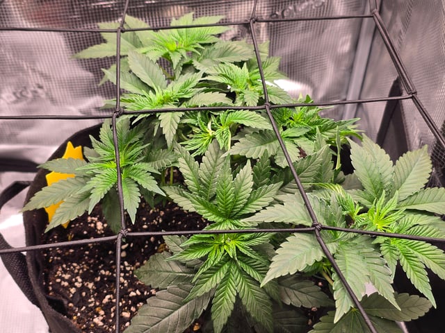 Northern lights #10 (Alaska) — vegetative, day 26
