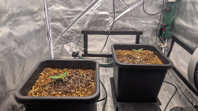 Grow 3 — germination, day 14