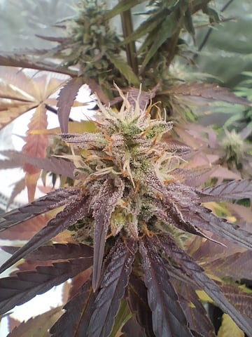 Free Seeds — flower, day 143