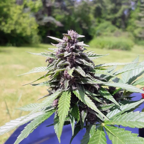Gorilla Z  — seedling_rooting, day 2