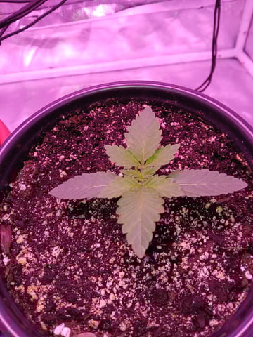 CountryG  — seedling_rooting, day 18