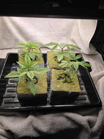Dr. Sleep — seedling_rooting, day 47