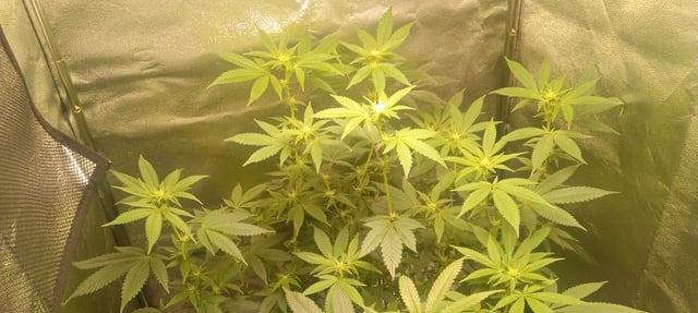 frst grow tent grow — auto, day 79