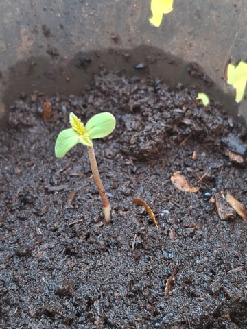 area 51 — seedling_rooting, day 1