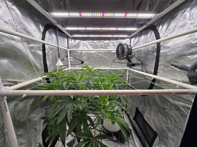 Grow 3 — flower, day 2