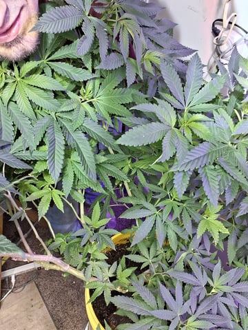 topped dressing — vegetative, day 1