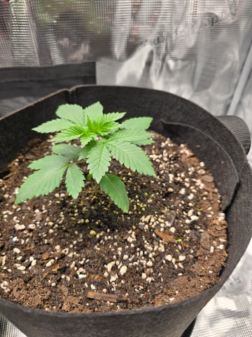 Northern lights #10 2nd plant (Selkies) — vegetative, day 16