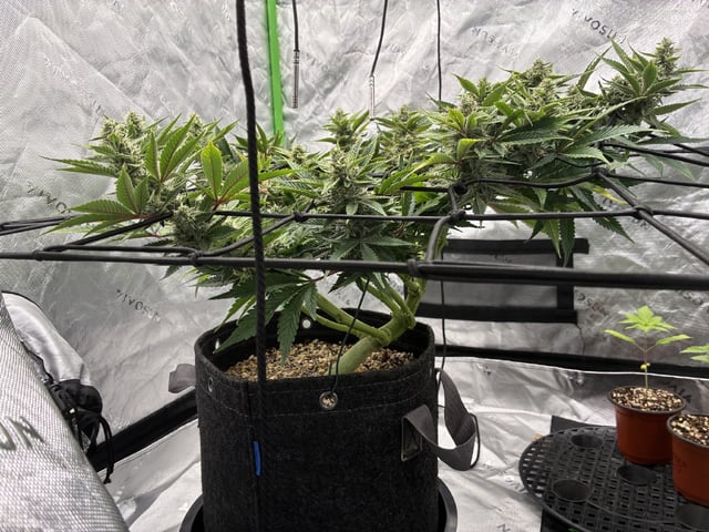 Comet Candy (Auto) 2026- 02 — flower, day 64